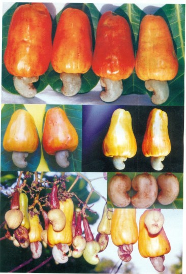Dharasree (H-3-17)